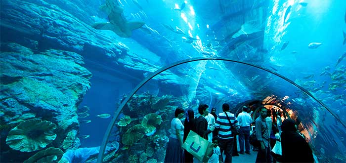 que-ver-en-dubai-dubai-aquarium-underwater-zoo