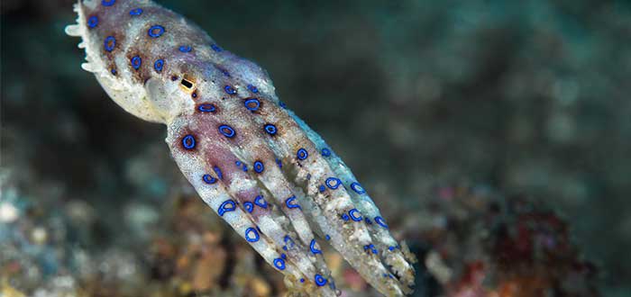 amimales-peligrosos-en-australia-pulpo-de-anillos-azules