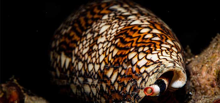 animales-peligrosos-de-australia-caracol-cono