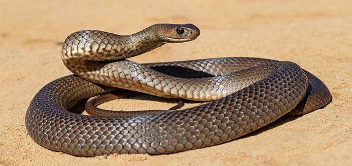 animales-peligrosos-de-australia-serpiente-marron-oriental