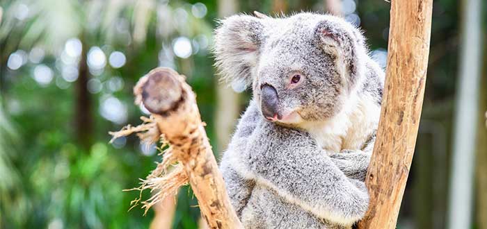 excursiones-desde-sydney-featherdale-wildlife-park