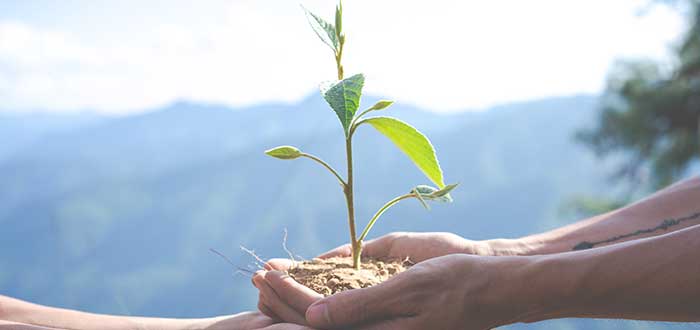 Reforestación, una solución a 7 problemas con el medio ambiente 