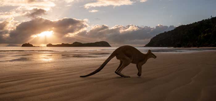 Playa de Australia para admirar la fauna endémica
