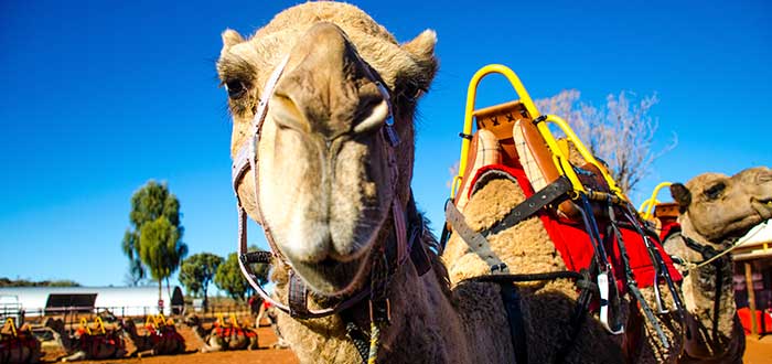 Podrás surcar las dunas en camellos, uno de los secretos australianos