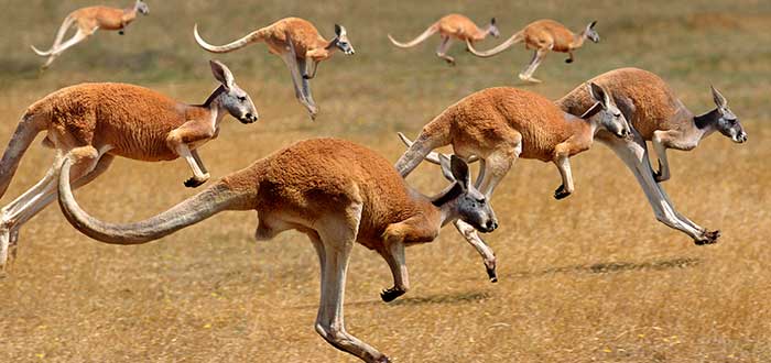 Admirarás cuatro especies de canguros entre las curiosidades australianas más grandes