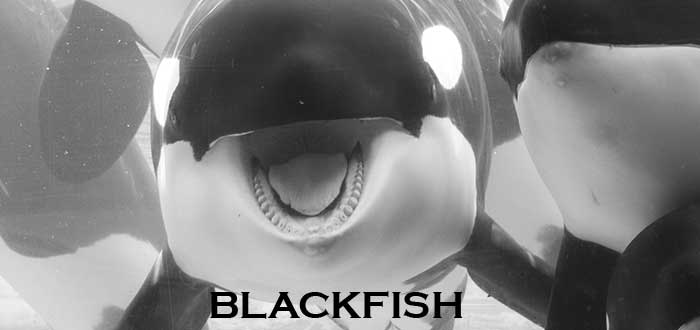Documentales de Netflix Blackfish