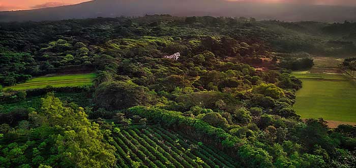Hoteles ecológicos: Finca Rosa Blanca Inn, Costa Rica