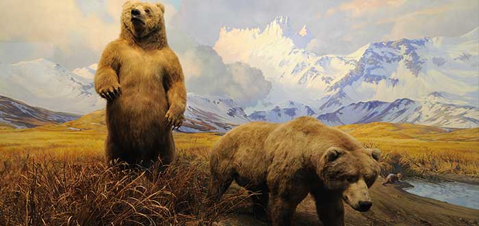 Museos que puedes ver sin salir de casa: Americano de Historia Natural