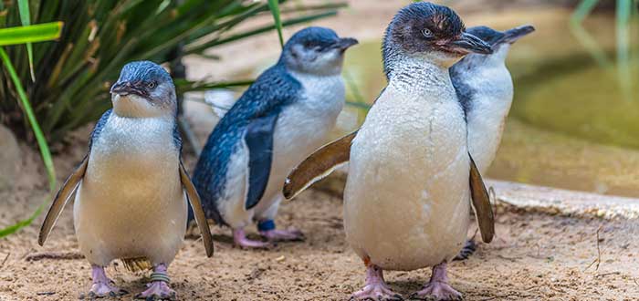 Pingüinos-más-pequeños-del-mundo