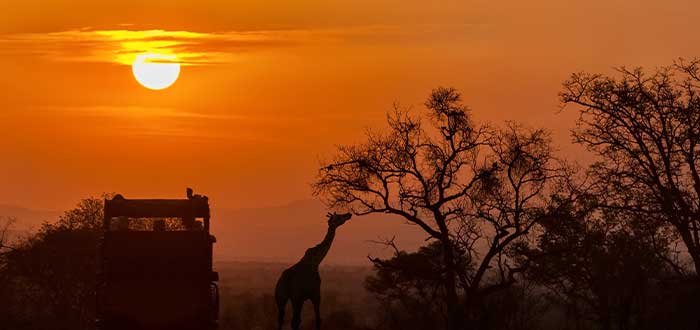 Safari en Sudáfrica, entre 10 destinos para viajes ecológicos