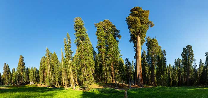 Bosque de Secuoyas, California