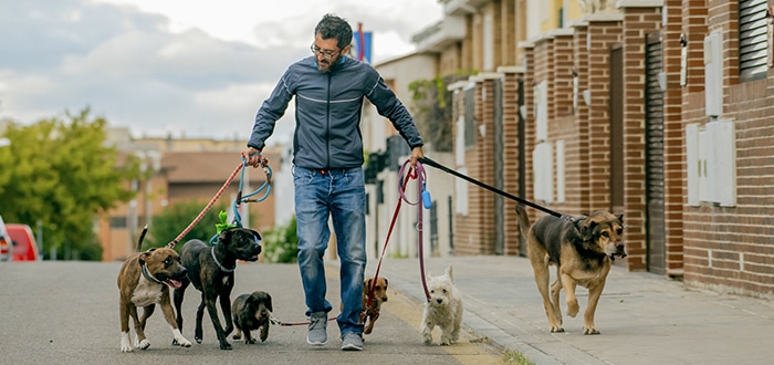 cómo ganar dinero extra paseando perros