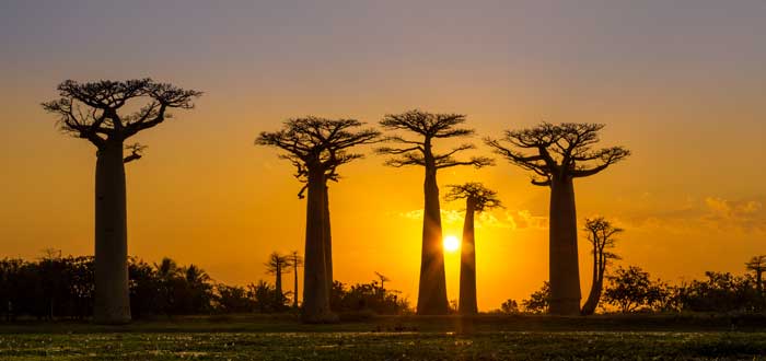 La Avenida de los Baobabs, Madagascar.