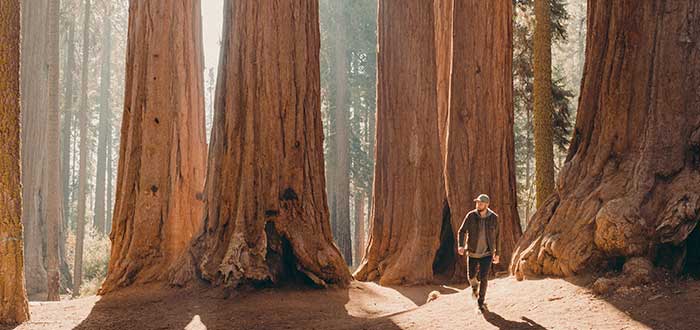 Yosemite reserva natural en California EU