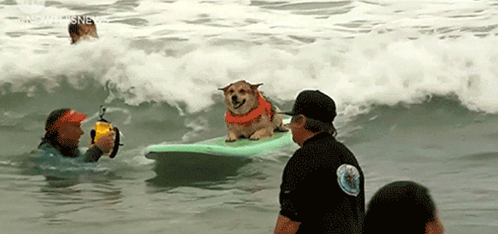 surf para perros